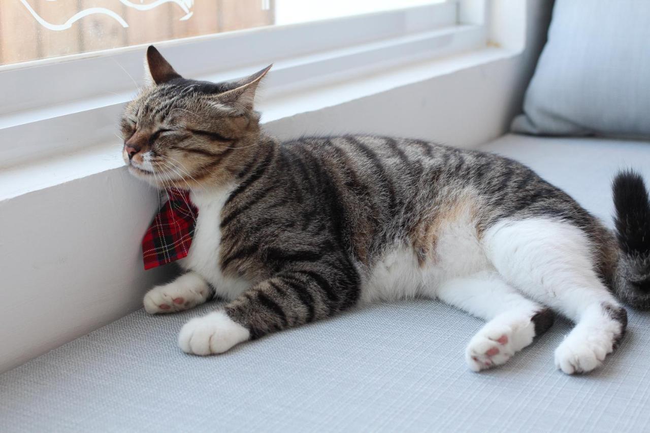 Cat At Greece Bed & Breakfast Нануан Екстериор снимка