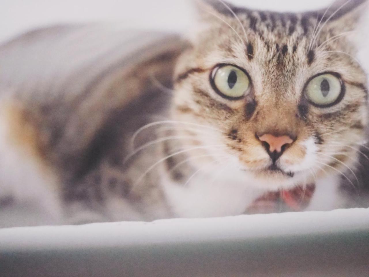 Cat At Greece Bed & Breakfast Нануан Екстериор снимка
