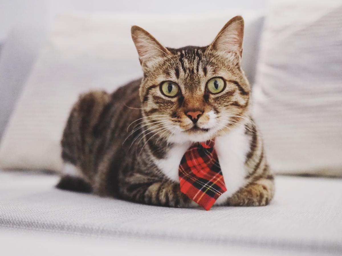 Cat At Greece Bed & Breakfast Нануан Екстериор снимка